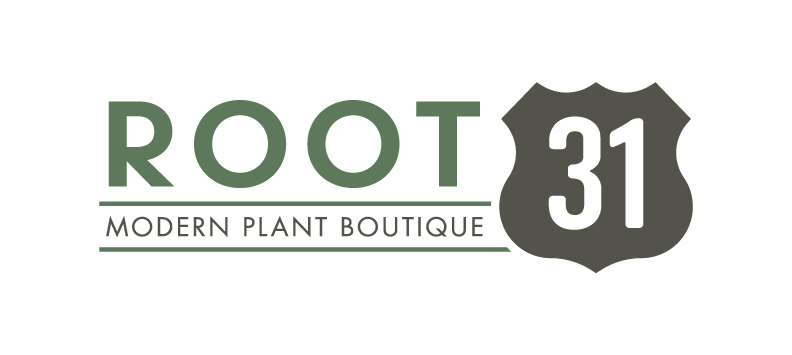 Root 31
